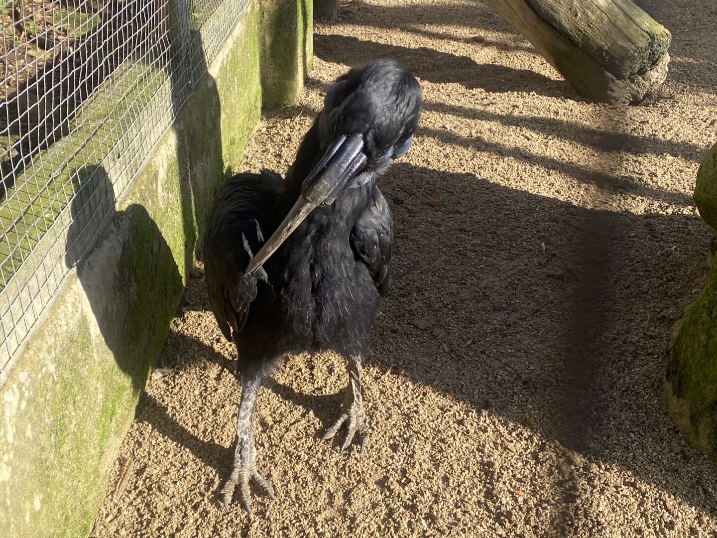 Out of Africa - Southern ground hornbill 241023