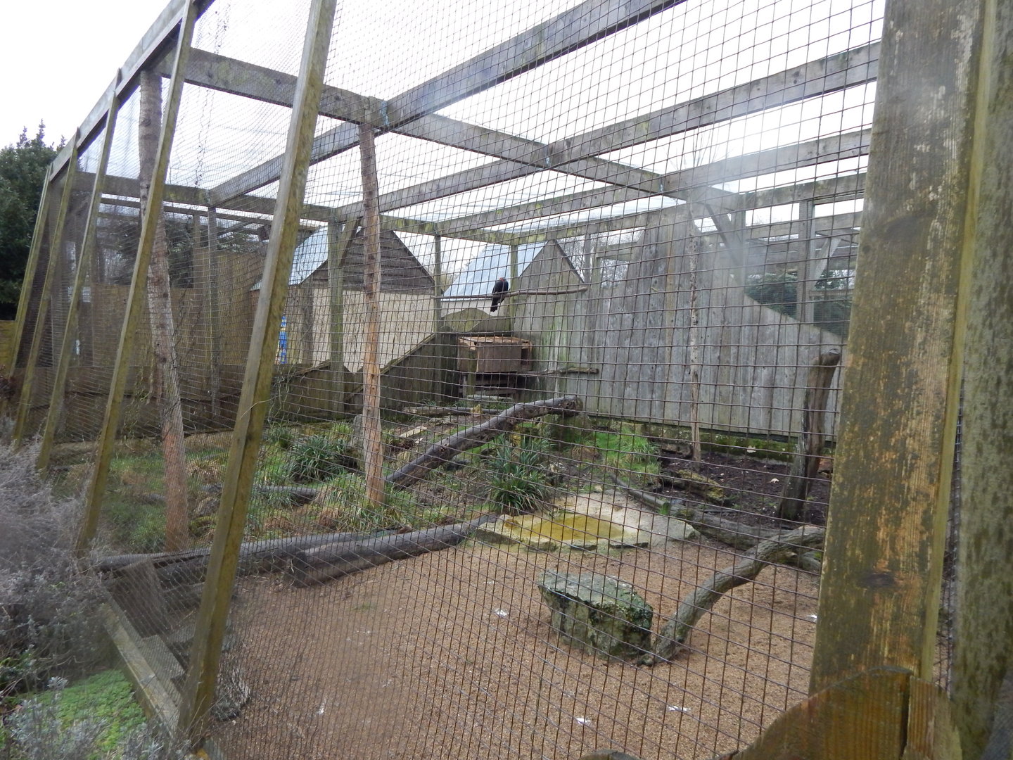 Out of Africa - Southern ground hornbill aviary 010323