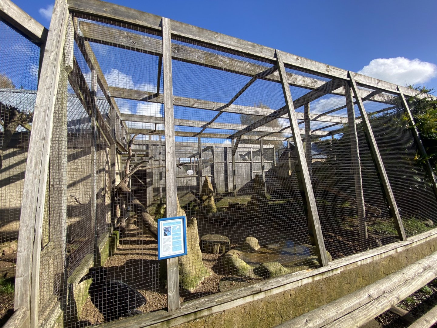 Out of Africa - Southern ground hornbill aviary 241023