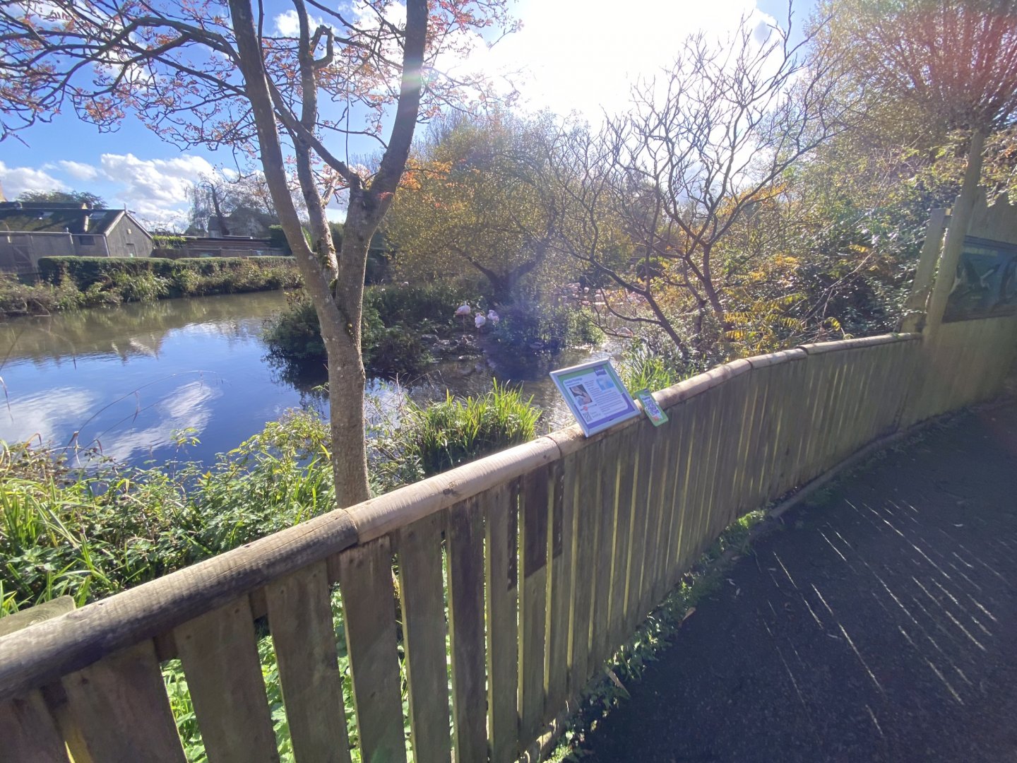 Out of Africa- view towards Greater flamingos 241023