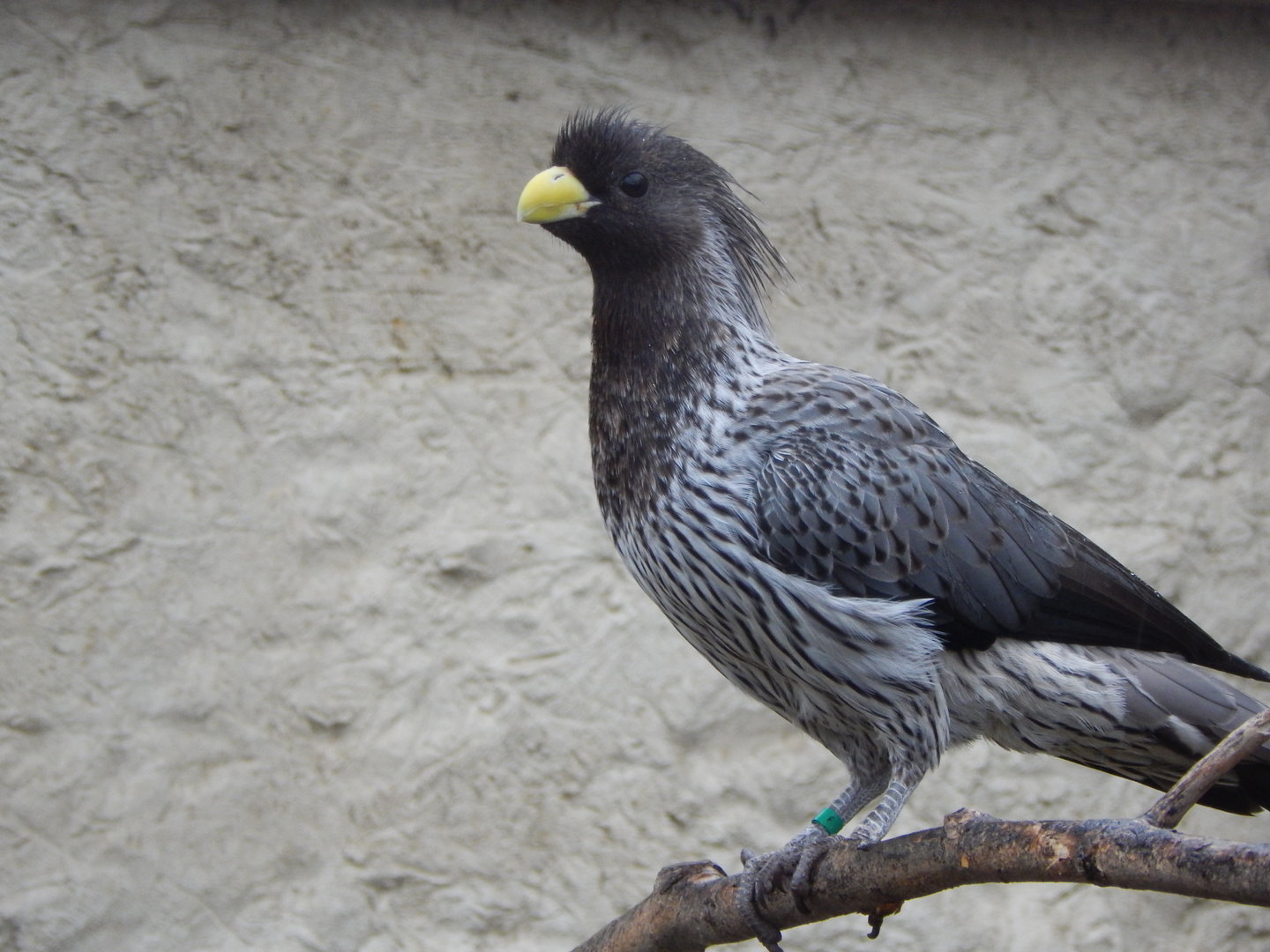 Out of Africa - Western plantain-eater 010323