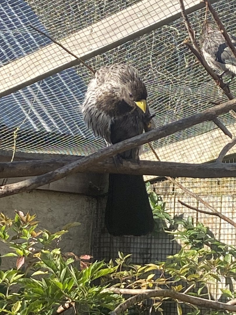 Out of Africa - Western plantain-eater 241023