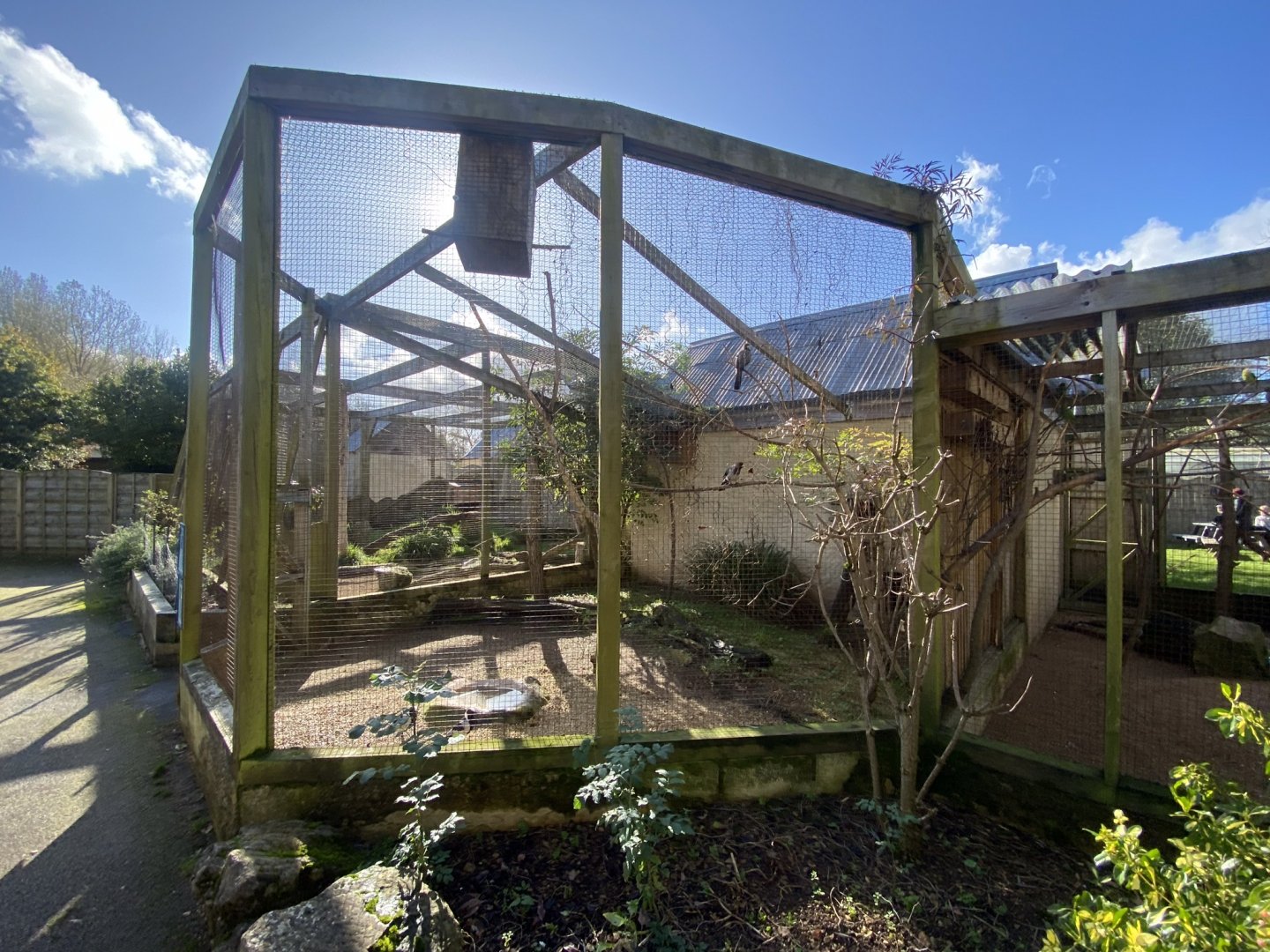 Out of Africa - Western plantain-eater and Blacksmith lapwing aviary 241023