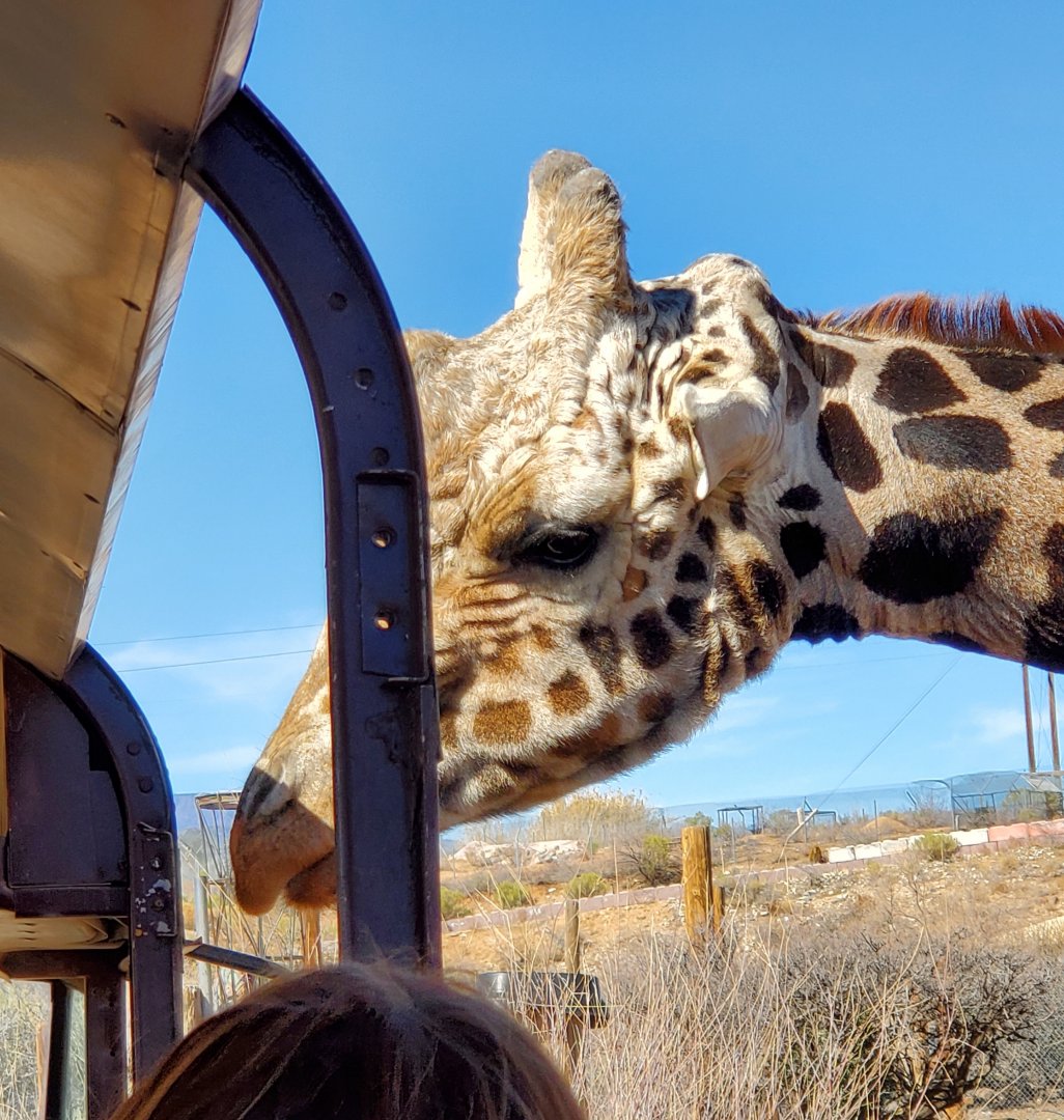Out of Africa Wildlife Park (2021) - Giraffe on safari ride