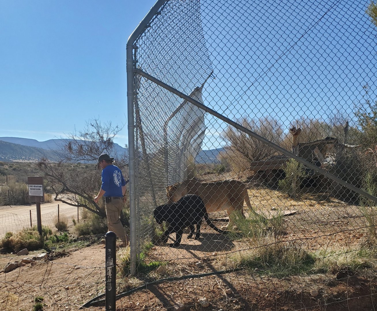 Out of Africa Wildlife Park (2021) - Lioness and Leopard