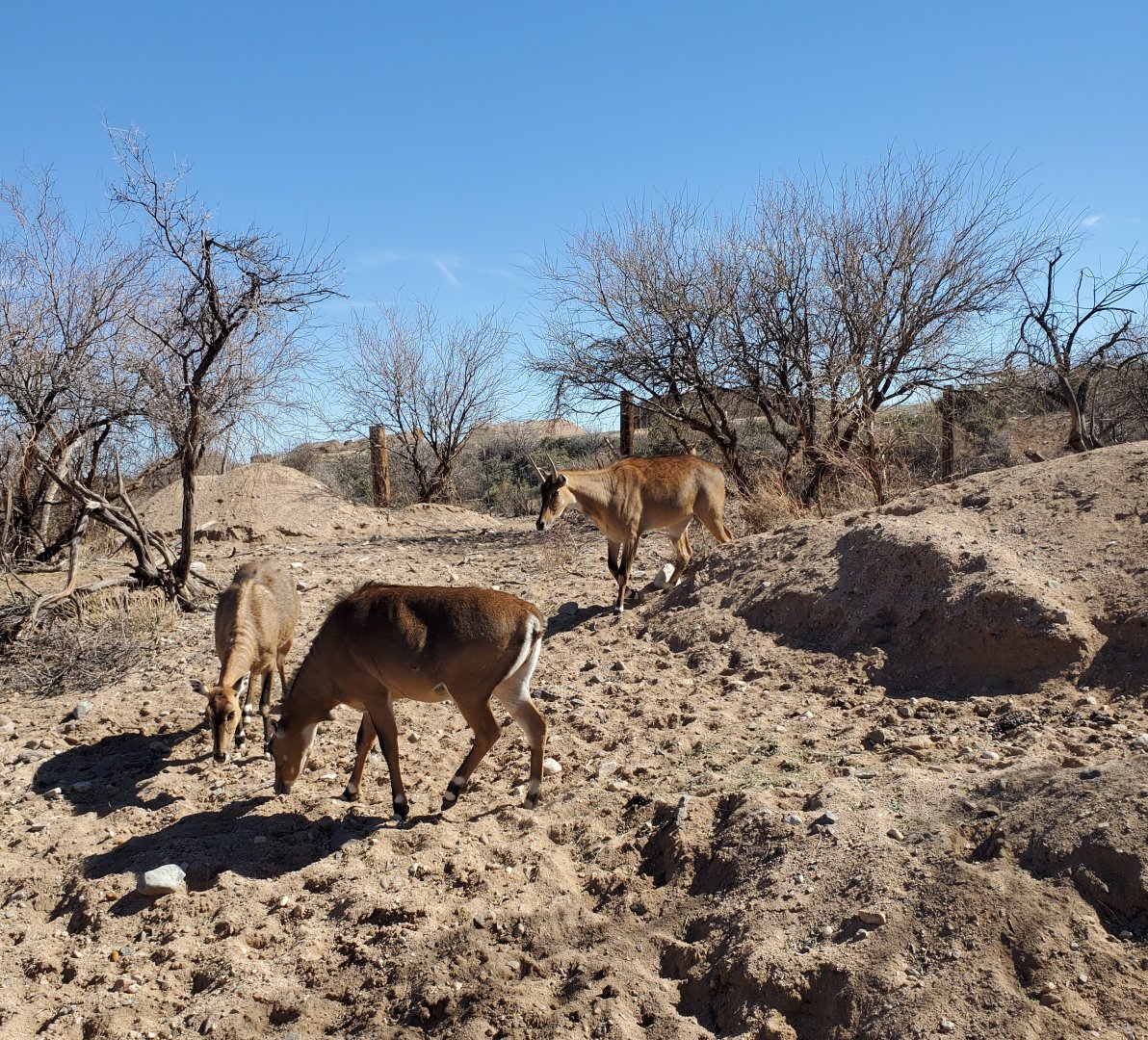 Out of Africa Wildlife Park (2021) - Nilgai on safari ride