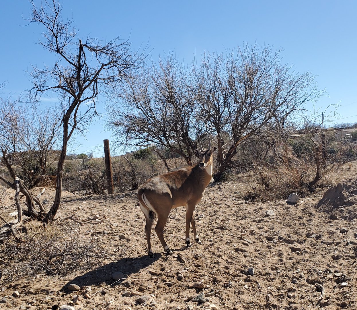 Out of Africa Wildlife Park (2021) - Nilgai on safari ride