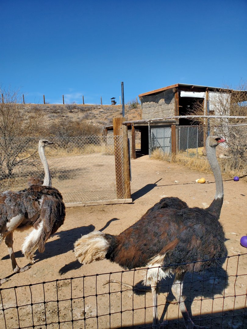Out of Africa Wildlife Park (2021) - Ostrich on safari ride