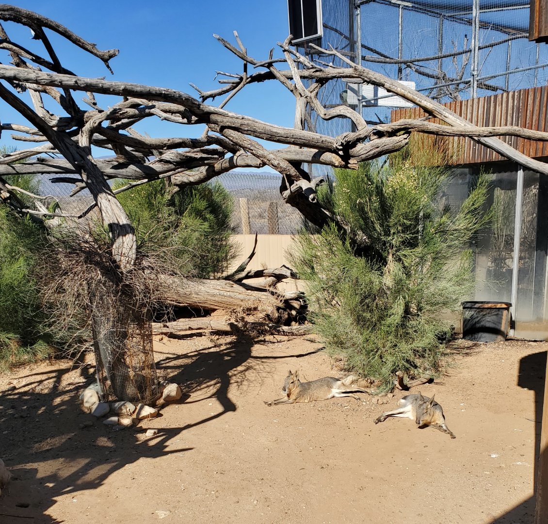 Out of Africa Wildlife Park (2021) - Patagonian Mara