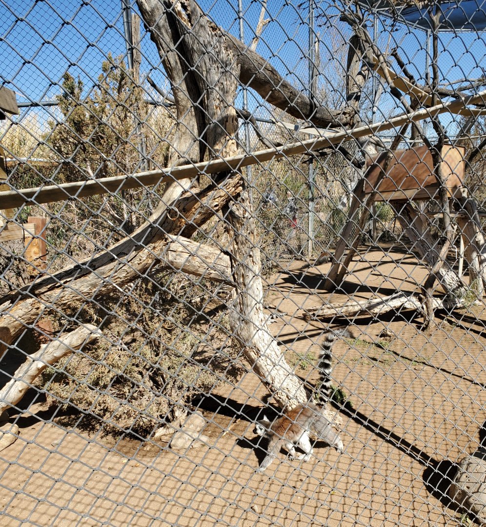 Out of Africa Wildlife Park (2021) - Ringtail Lemur