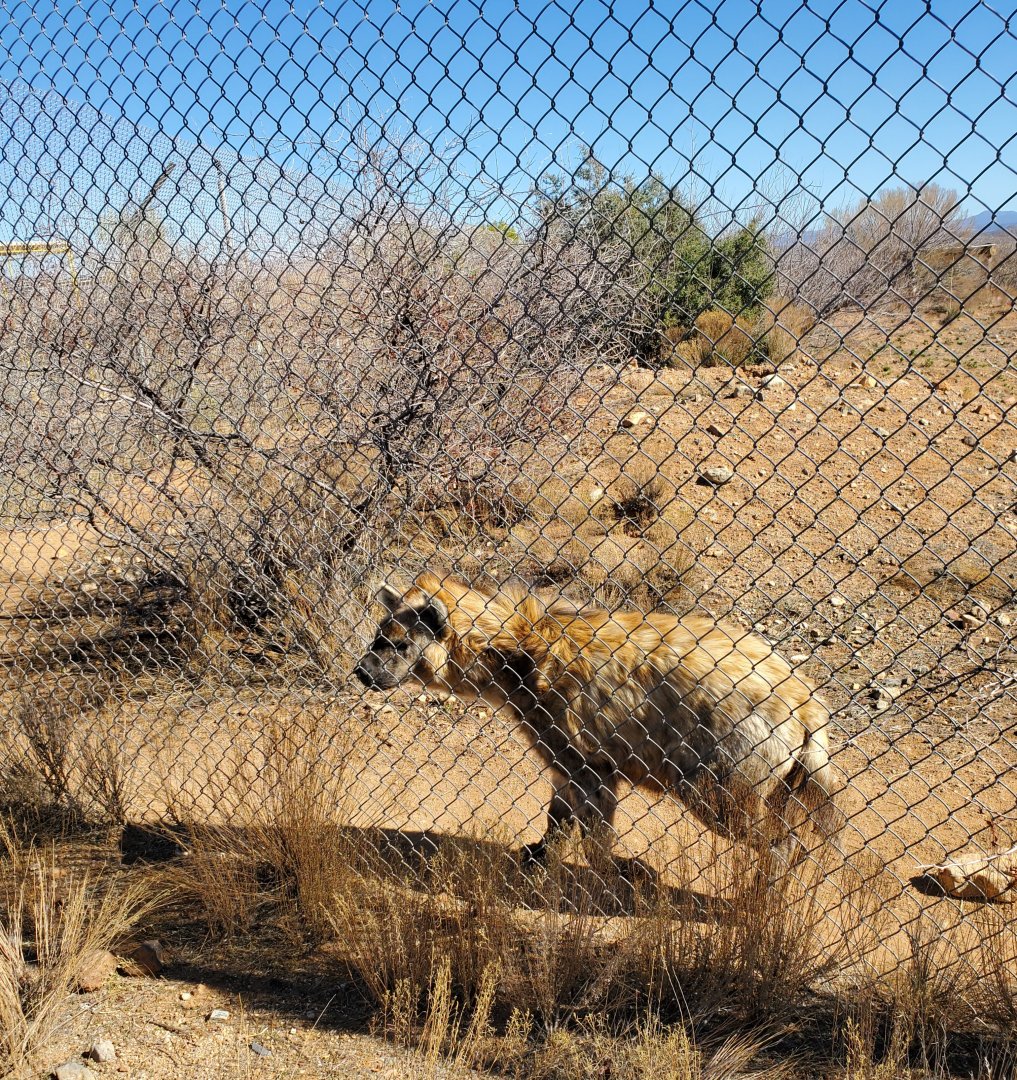 Out of Africa Wildlife Park (2021) - Spotted Hyena