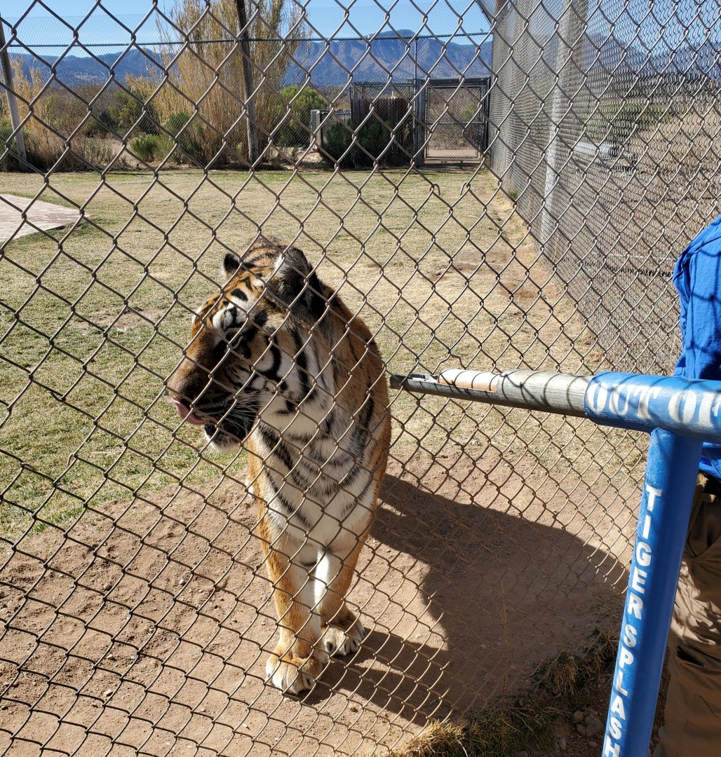Out of Africa Wildlife Park (2021) - Tiger feeding after show