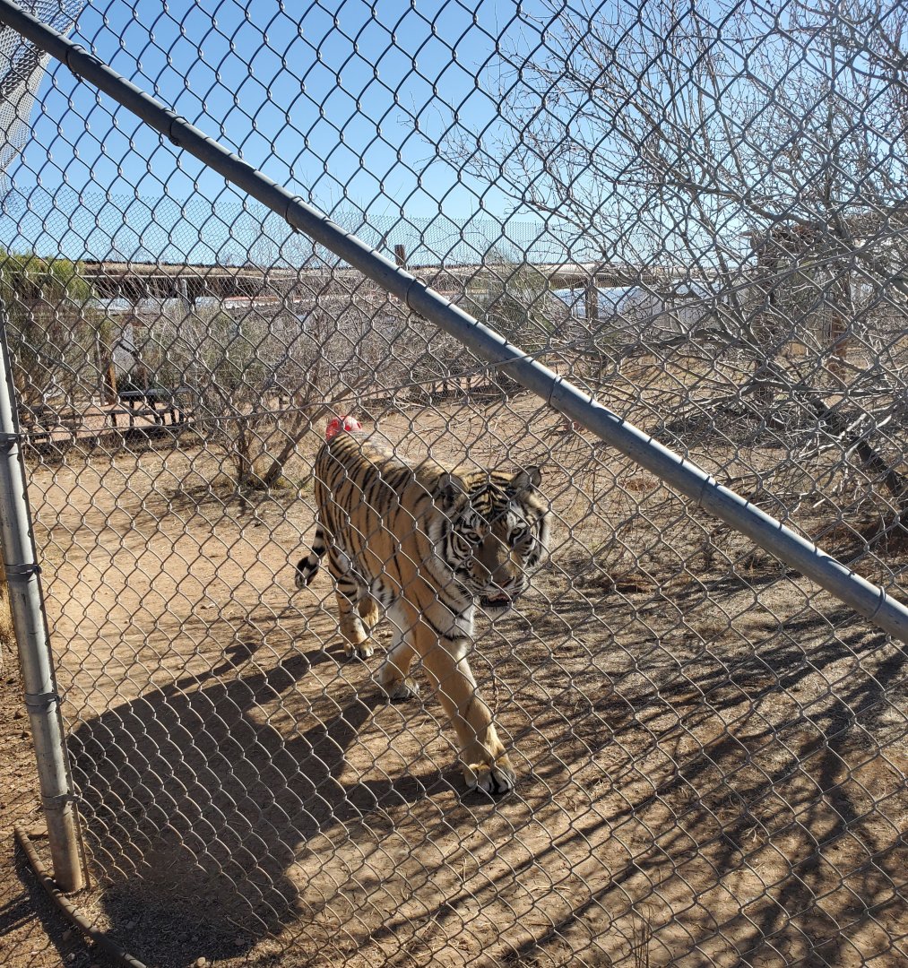 Out of Africa Wildlife Park (2021) - Tiger