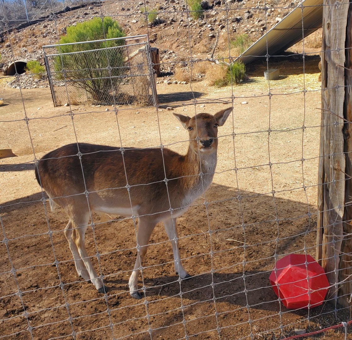 Out of Africa Wildlife Park (2021) - Uncertain ungulate