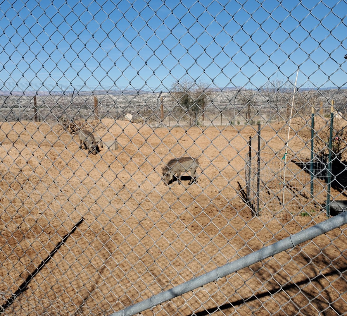 Out of Africa Wildlife Park (2021) - Warthog