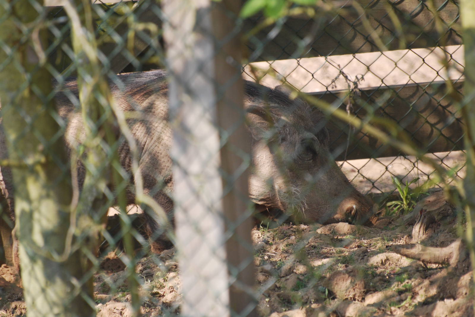 Out-of-place warthog