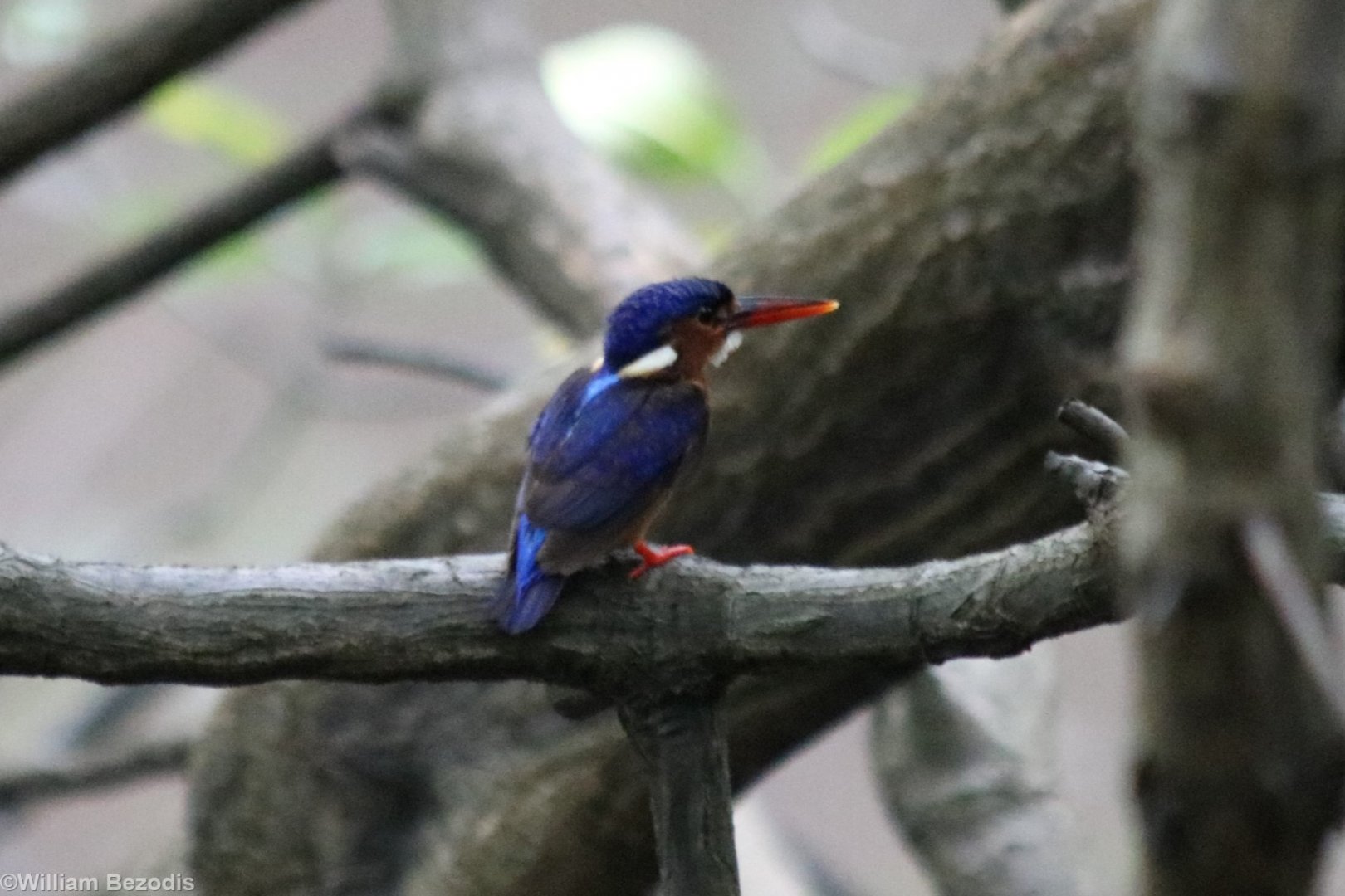 Out of Season Common Kingfisher - KK Wetland Centre