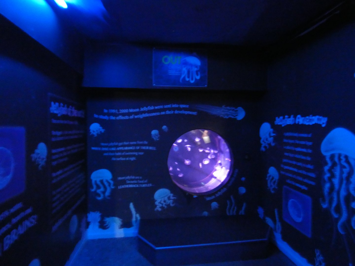 Out of the Blue Jellyfish exhibit