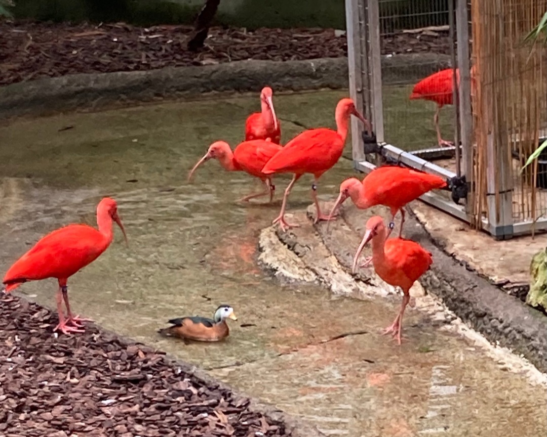 Out of the way for KING GOOSE (3/3/24)