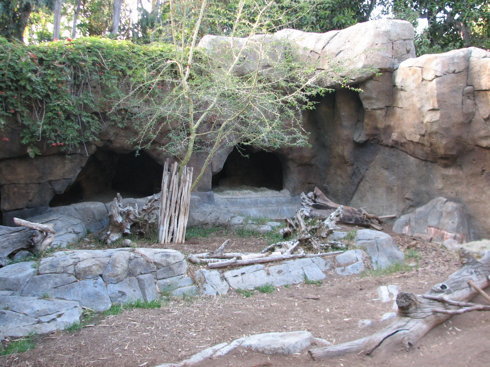Outback - African Lion Exhibit