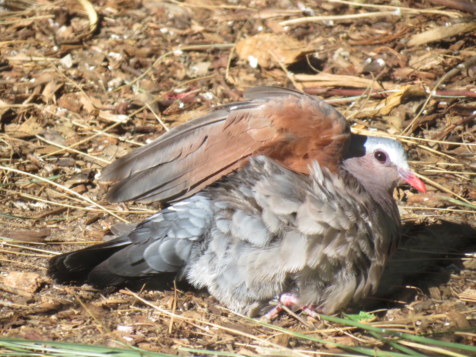 Outback -Aviary 1 - Emerald Dove