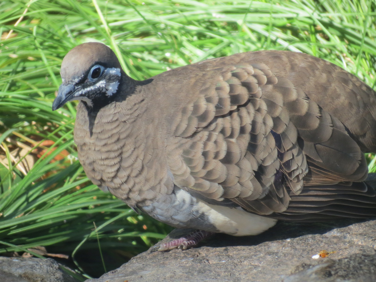 Outback -Aviary 1 - Squatter Pigeon
