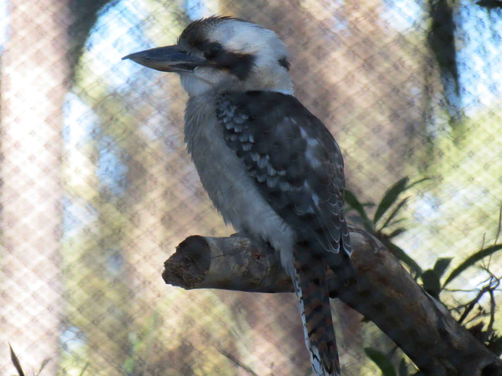 Outback - Aviary 2 - Laughing Kookaburra