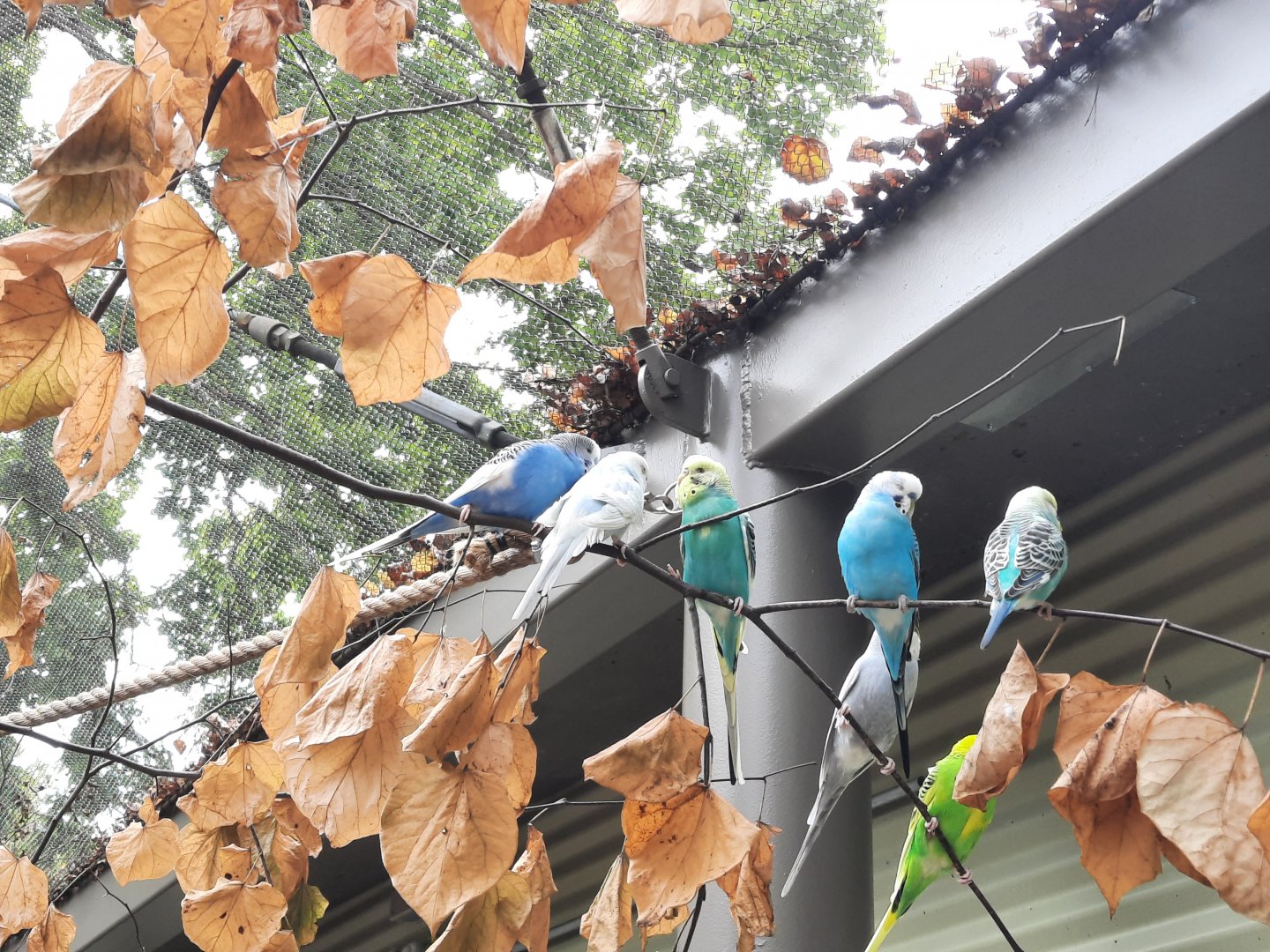 Outback Aviary  - Budgies