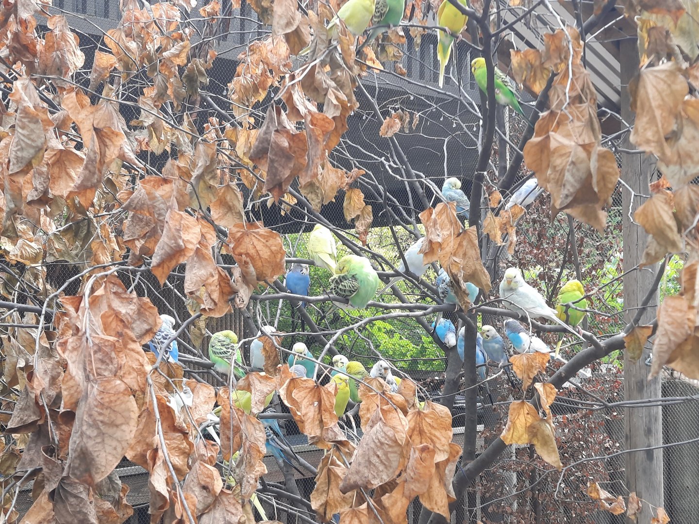 Outback Aviary - More Budgies