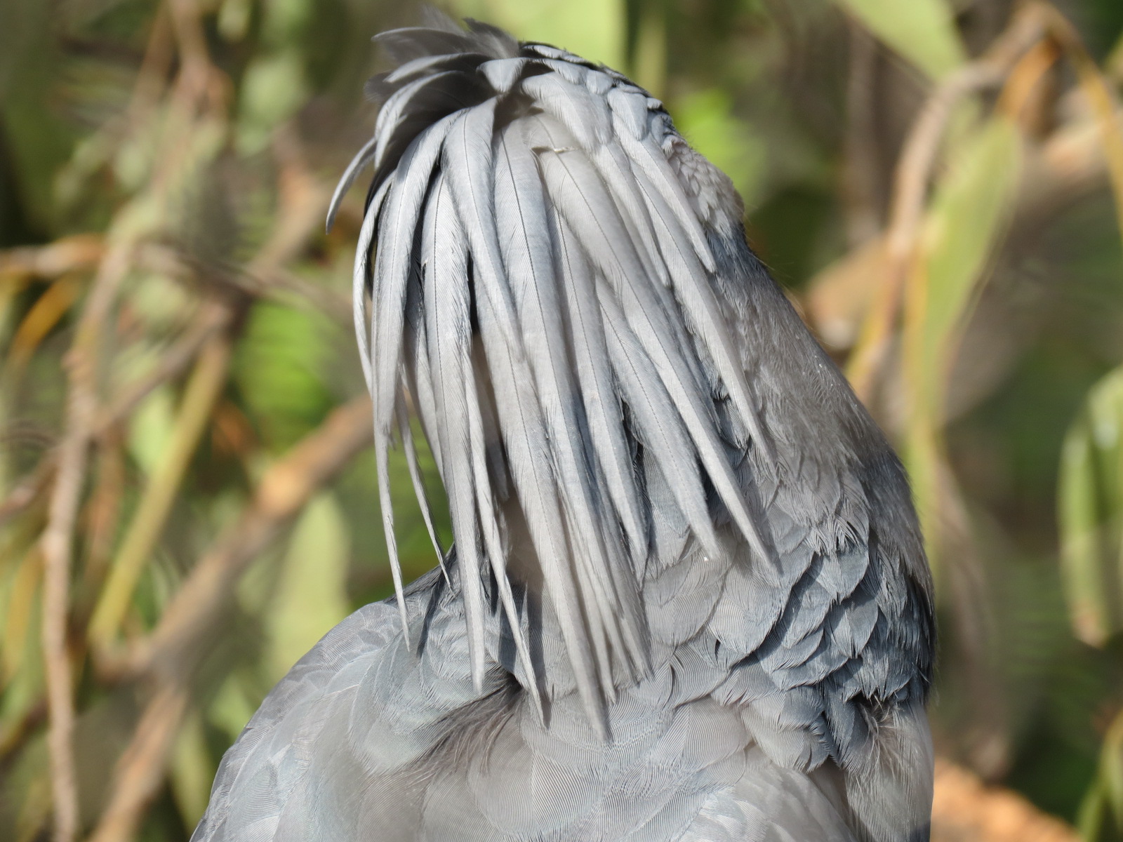 Outback - Aviary - Palm Cockatoo