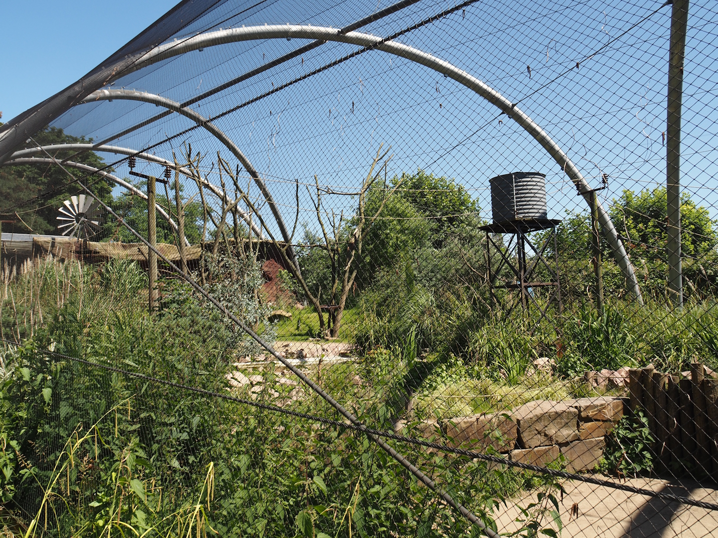 Outback aviary with Yellow-footed rock wallabies and birds, 2024-06-08