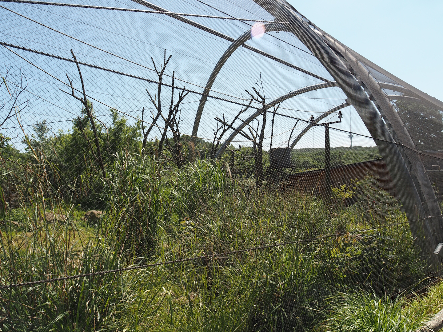 Outback aviary with Yellow-footed rock wallabies and birds, 2024-06-08