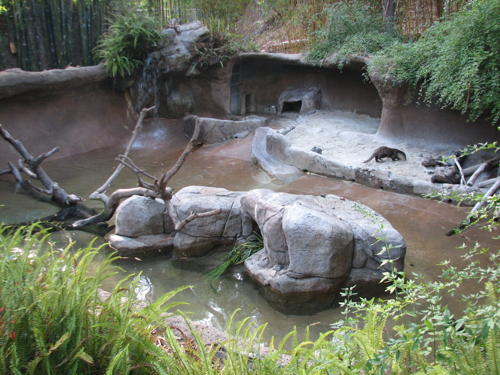 Outback - Cape Clawless Otter Exhibit