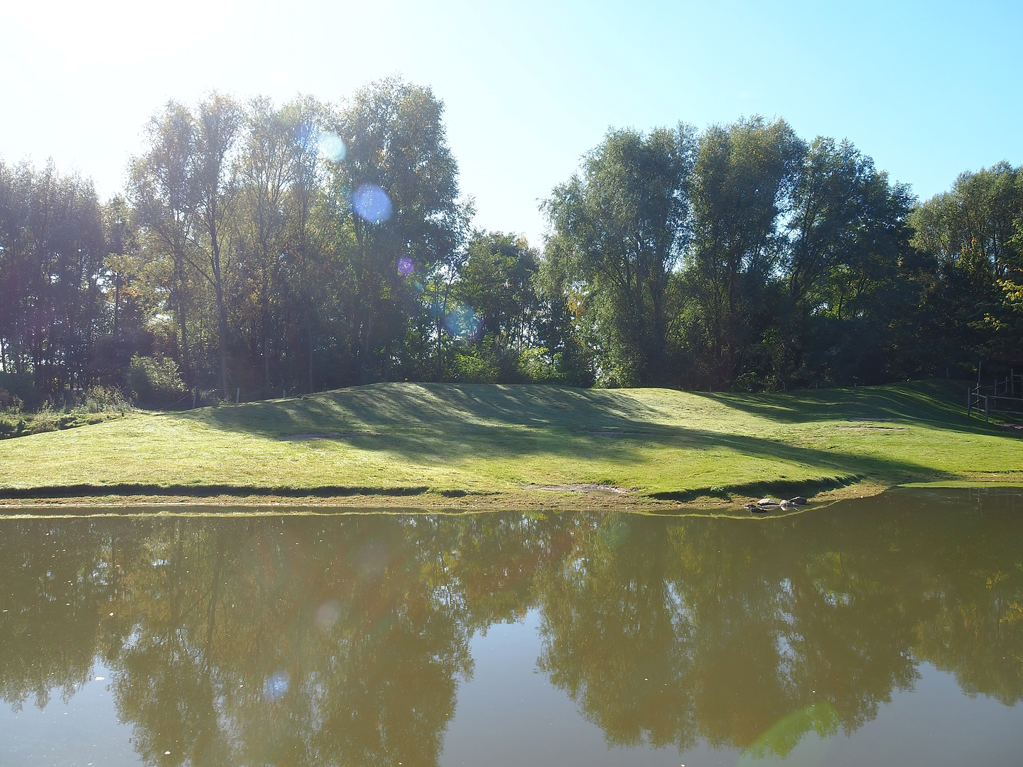 Outback - Dromedary camel paddock, 2022-10-09