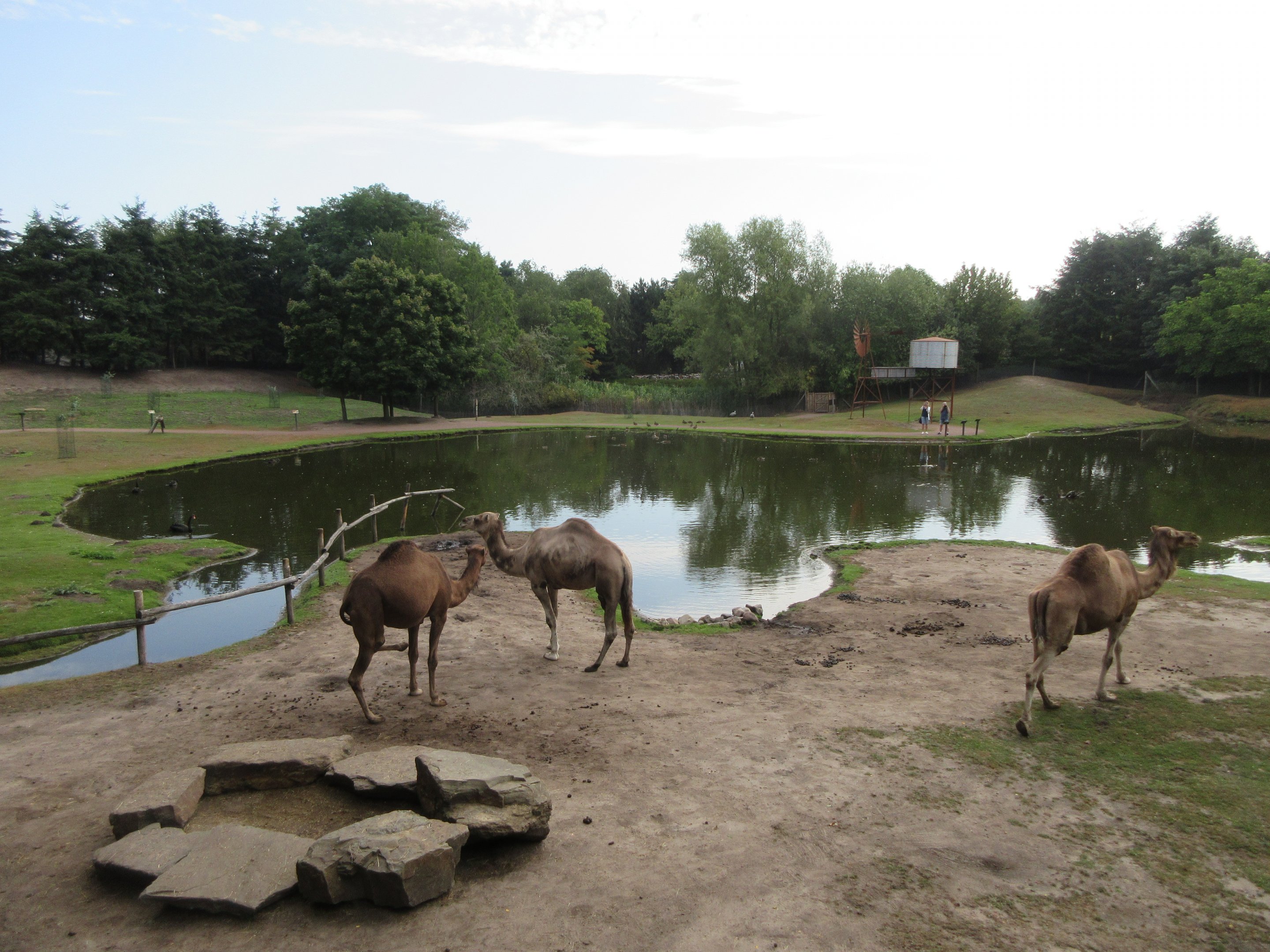 Outback - Dromedary Exhibit