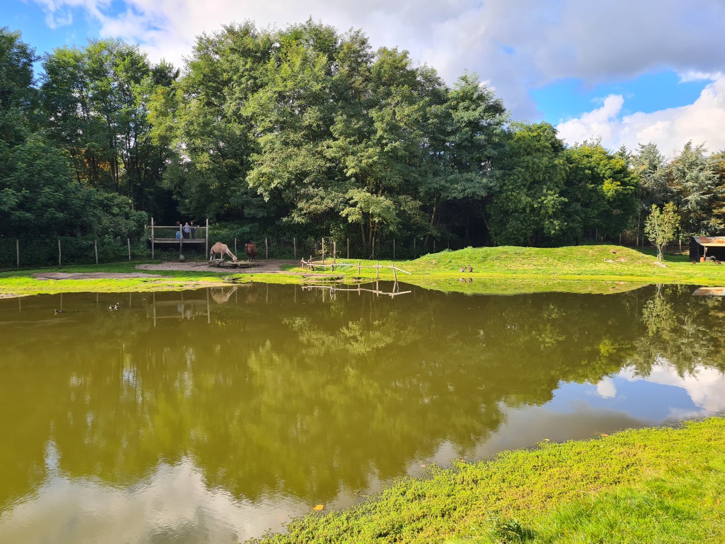 Outback - Dromedary habitat