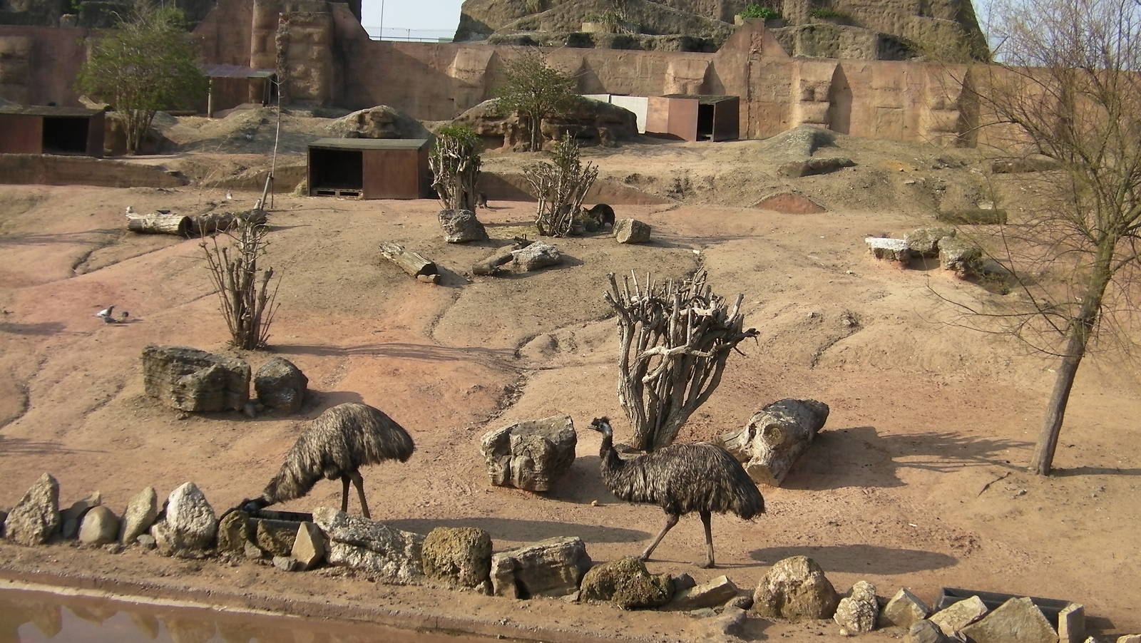 Outback Exhibit Emus - 24.03.2012