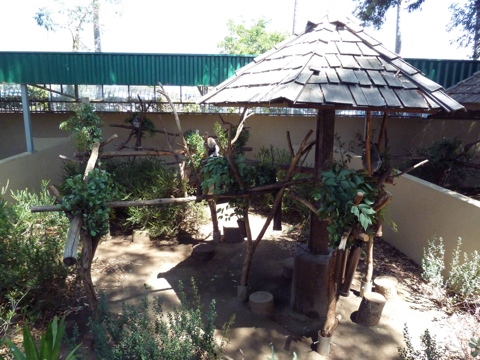 Outback - Koala Exhibit