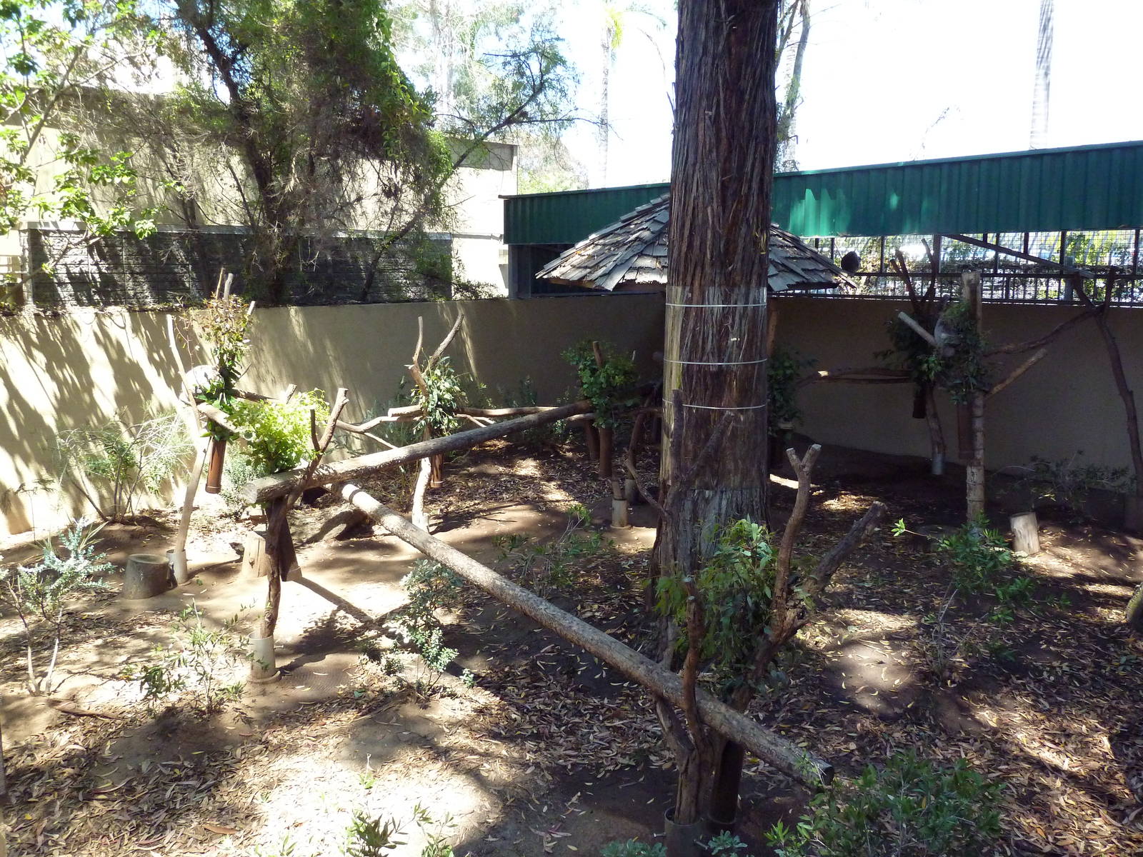 Outback - Koala Exhibit