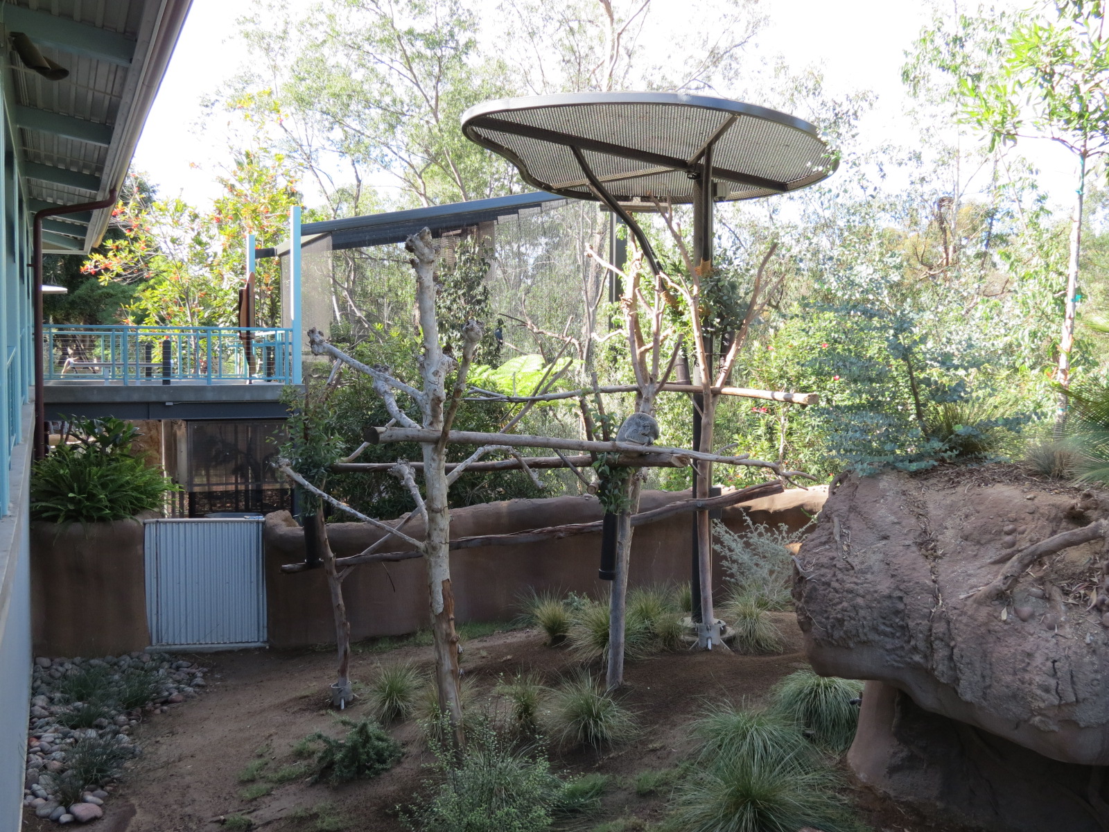 Outback - Koala Exhibit