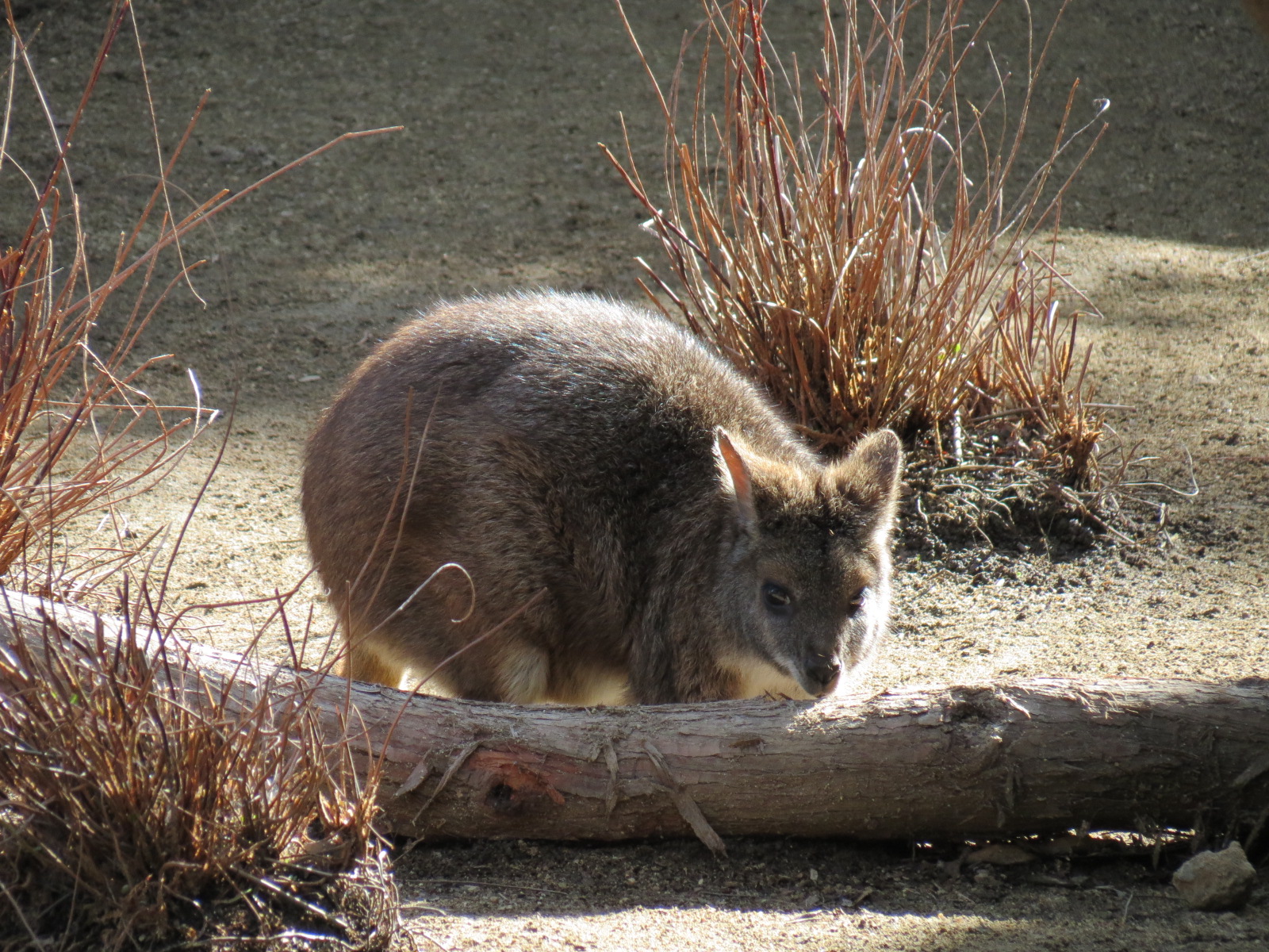Outback - Koala Exhibits for Female Koalas - Parma Wallaby