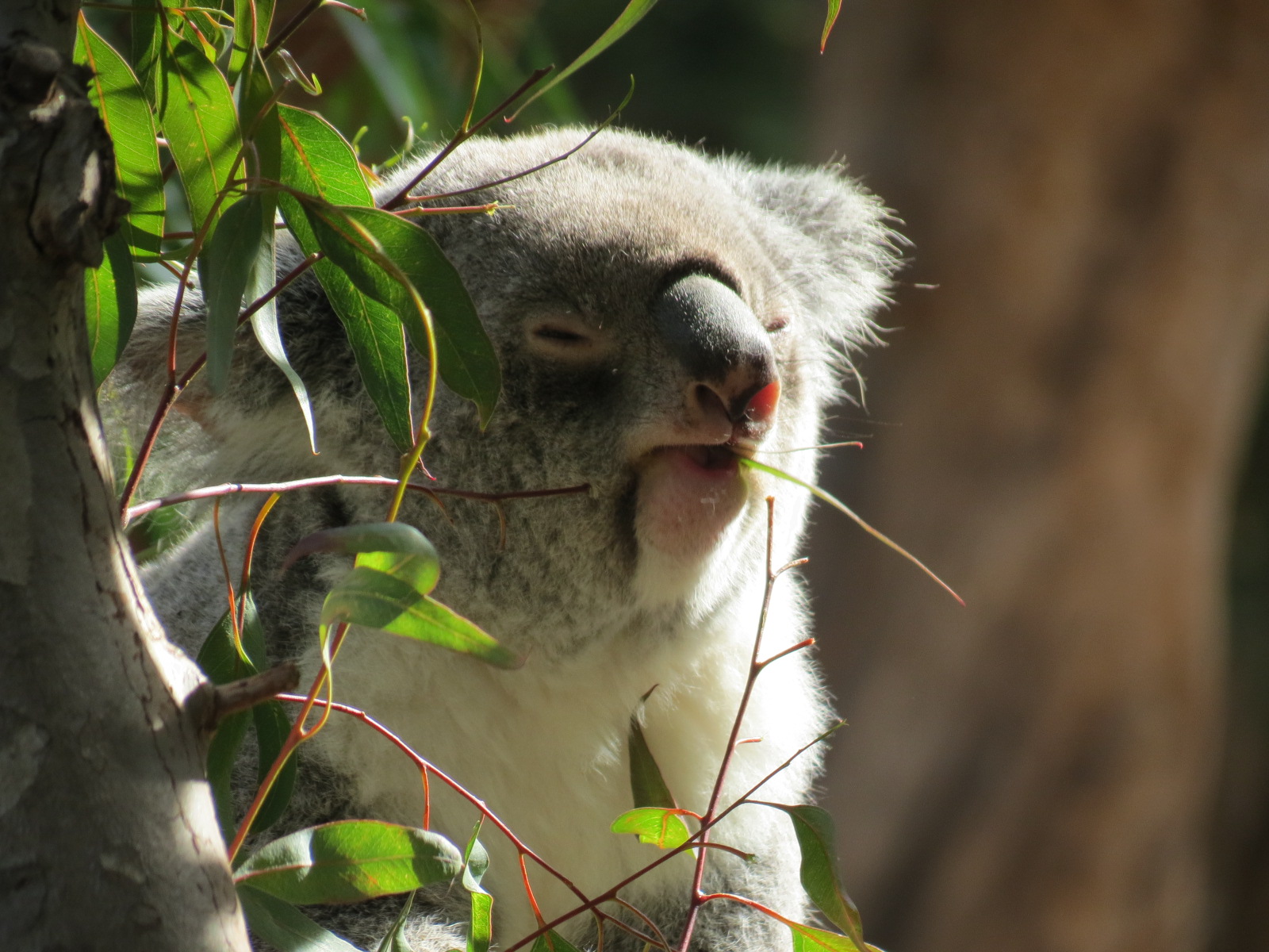 Outback - Koala Exhibits for Female Koalas