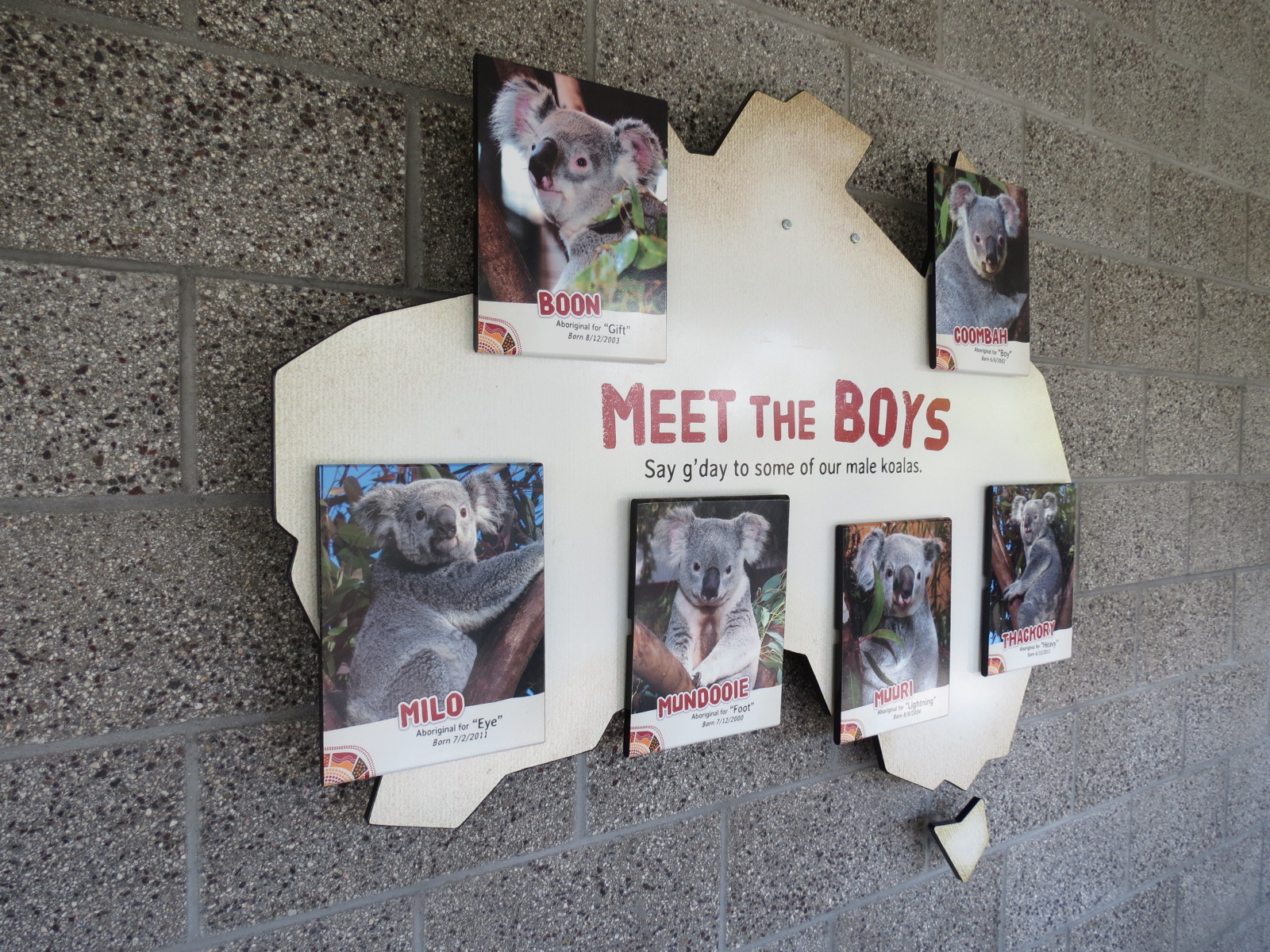 Outback - Koala Exhibits for Male Koalas - Sign