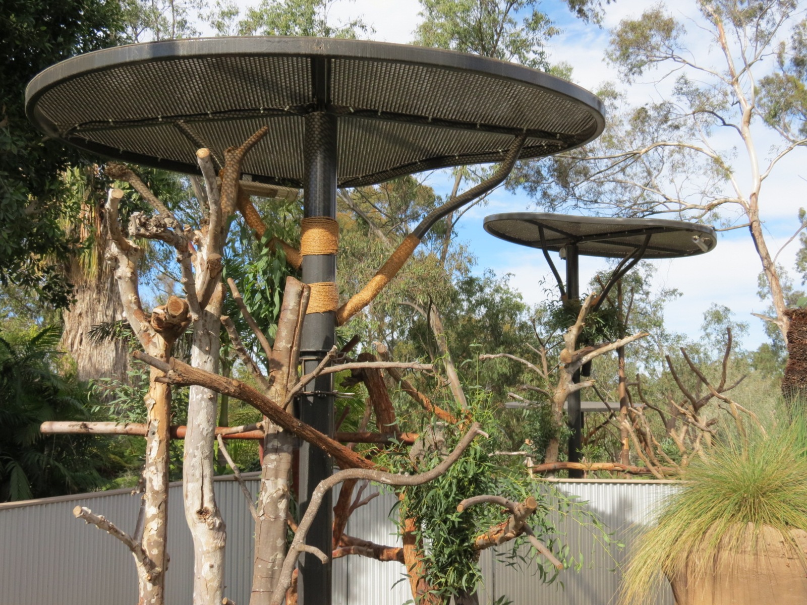 Outback - Koala Exhibits for Male Koalas