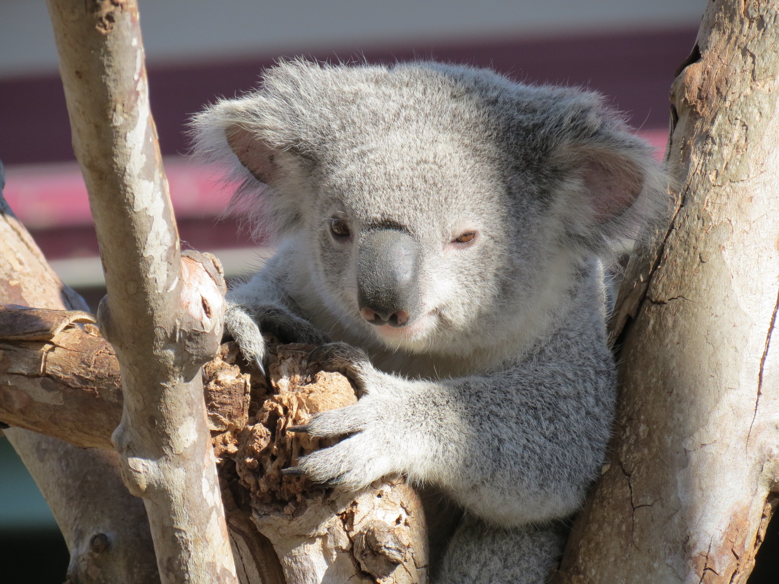 Outback - Koala Exhibits for Male Koalas
