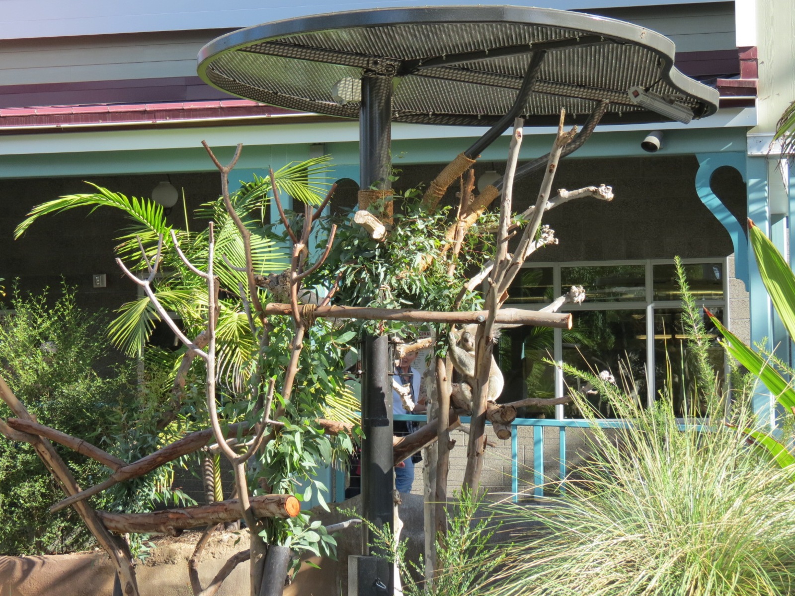 Outback - Koala Exhibits for Male Koalas