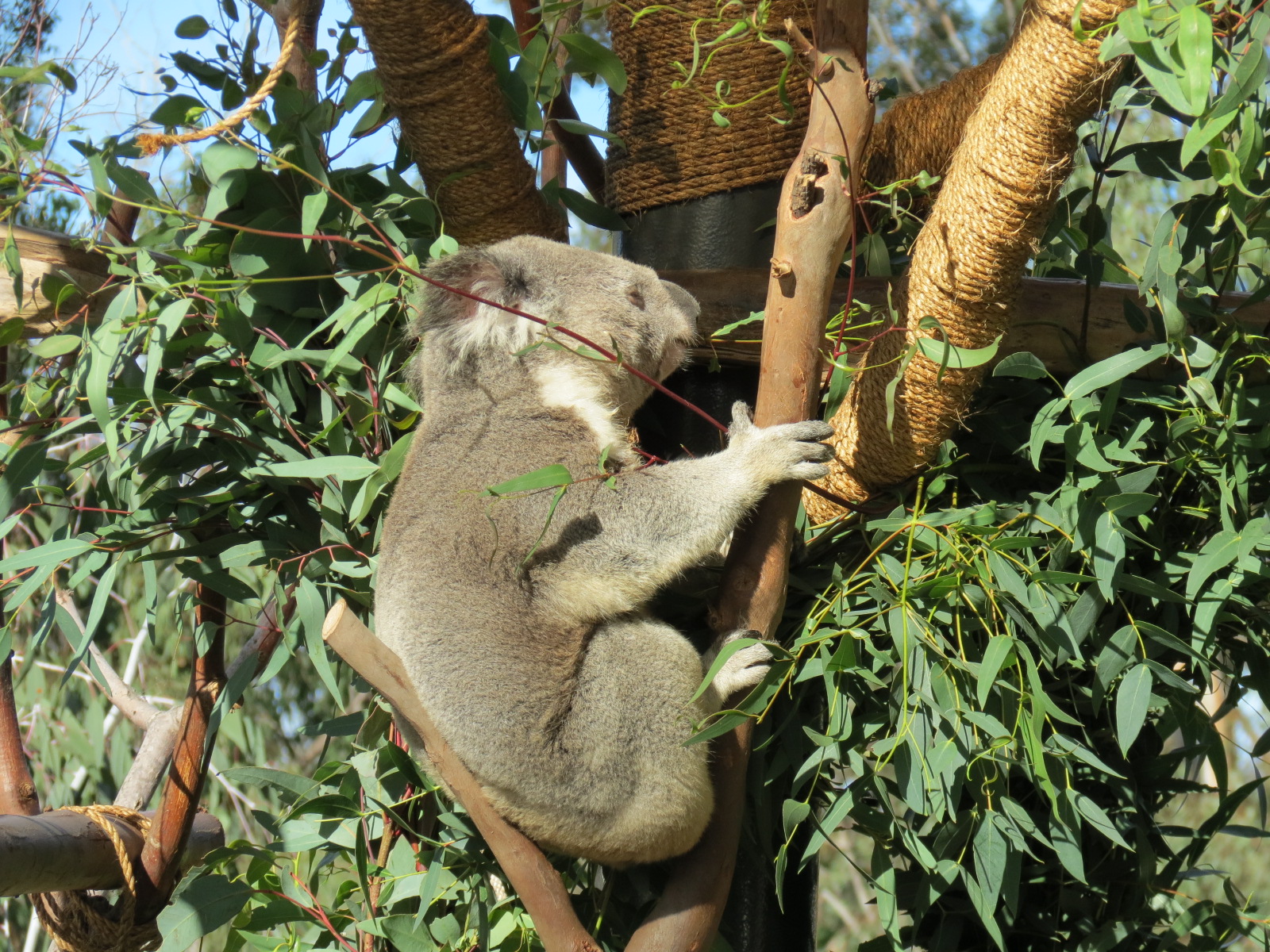 Outback - Koala Exhibits for Male Koalas