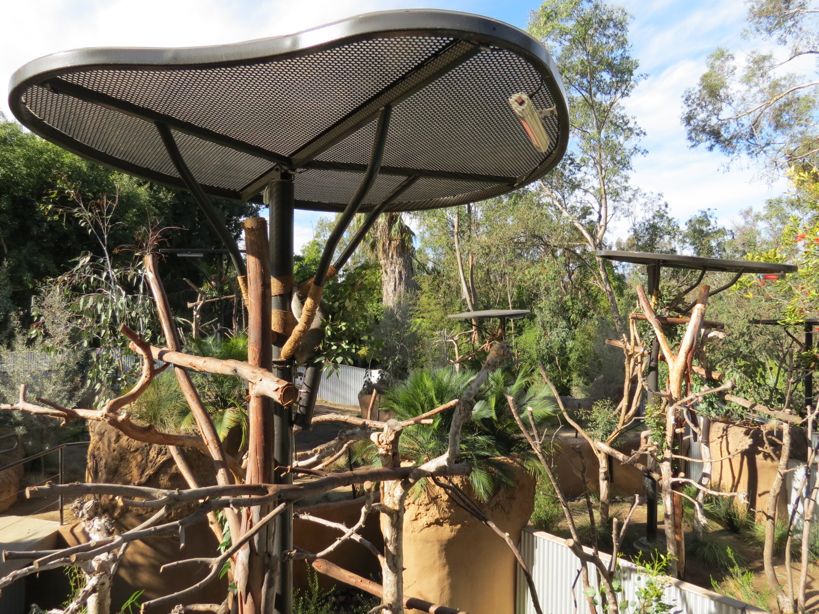 Outback - Koala Exhibits for Male Koalas