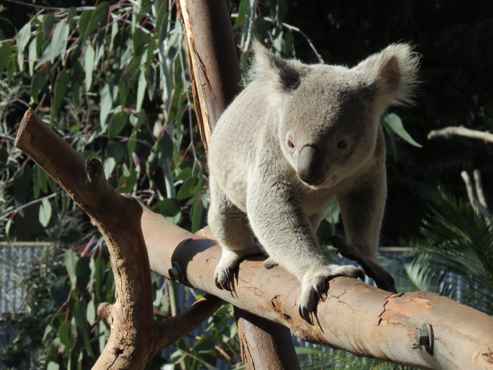 Outback - Koala Exhibits for Male Koalas