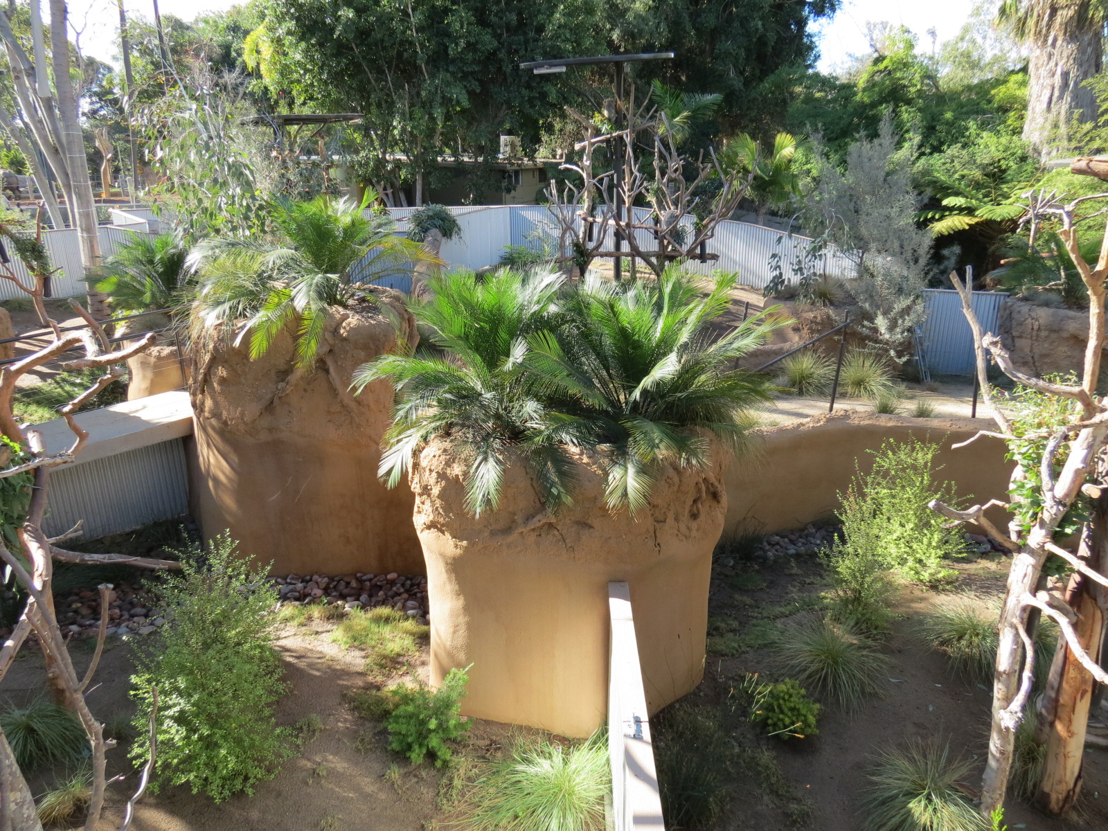 Outback - Koala Exhibits for Male Koalas
